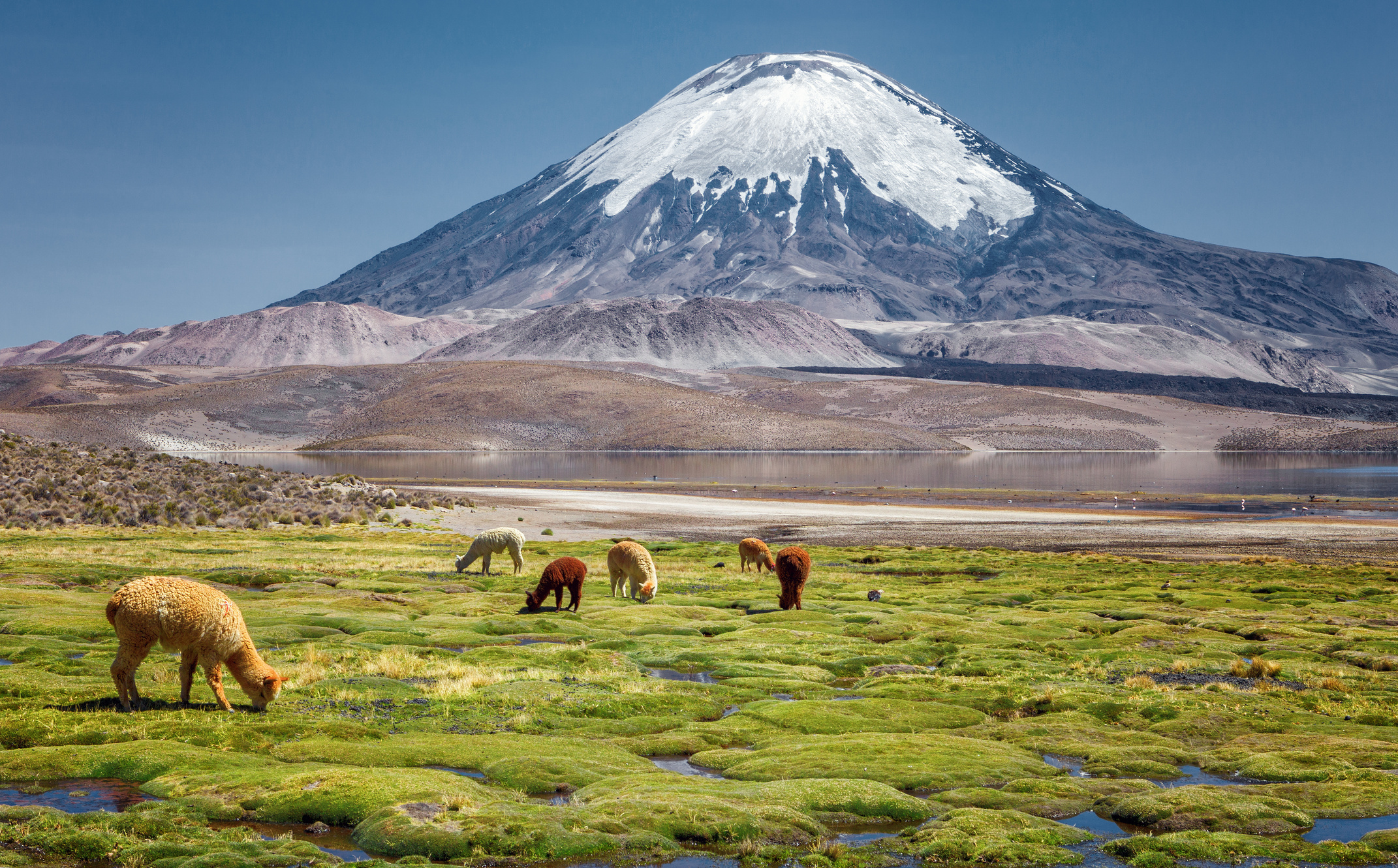 Alpaca's (Vicugna pacos) grazing on the shore of Lake Chungara at the base of Parinacota Volcano, in the northern Chile.